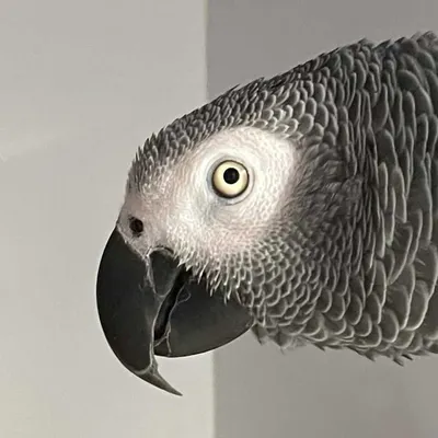 鳥とデブのライフ profile