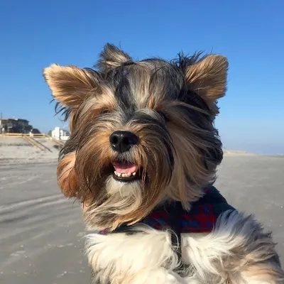 FattieButters profile