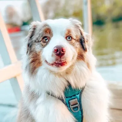FeatureMyAussie profile
