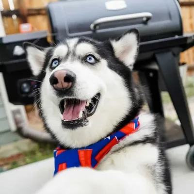 ZEKE 🐾 Denver Siberian Husky profile