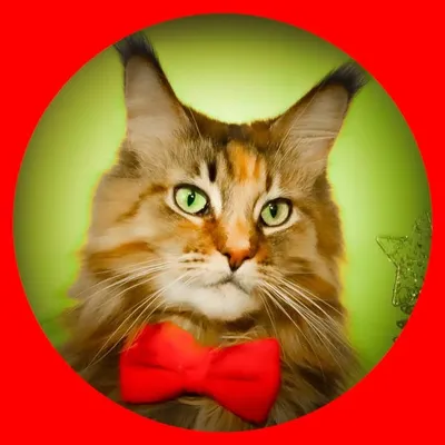 FelineFinns ๐.... ๐โโฌ ......... profile