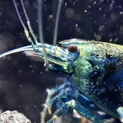 OptiShrimp profile