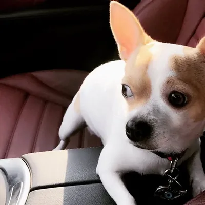 Fendi ๐ถ profile