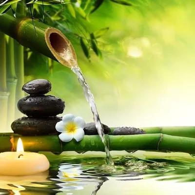 Feng shui / طاقة المكان profile