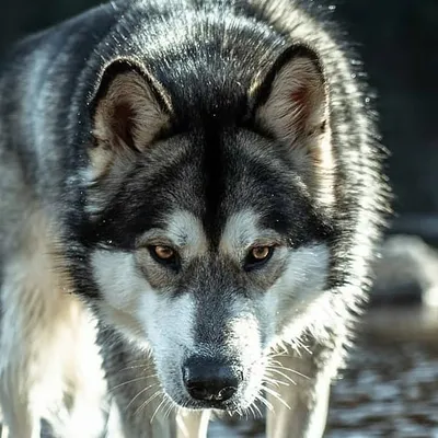 ᚠᛖᚾᚱᛁᚱ | Fenris from Norway Instagram profile photo