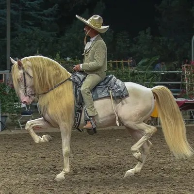 Feria Del Caballo Español profile