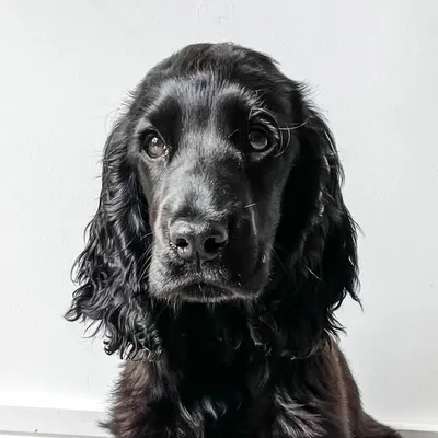 Fiáin profile