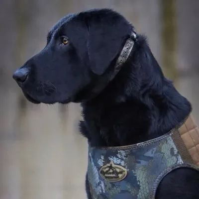 Field Dog Life profile