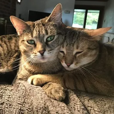 Fifi and Oly profile