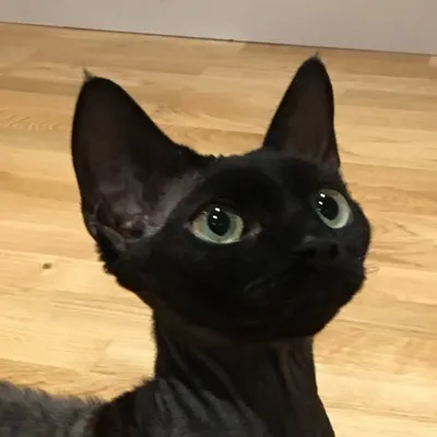 Fig profile