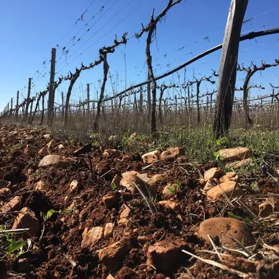fine_wines_only profile