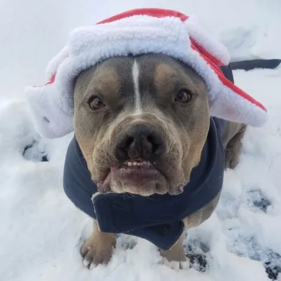 Finley the Pibble Pup profile