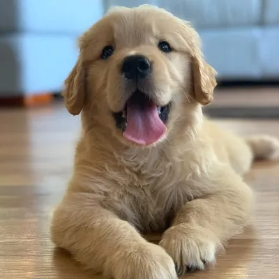 Finley the Golden Girl profile