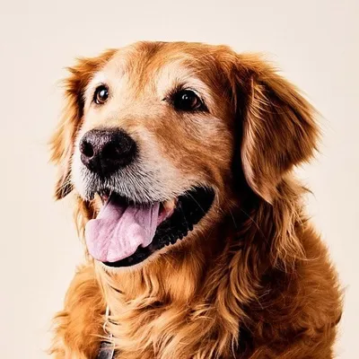 Golden Boy. Dog Actor & Model. profile
