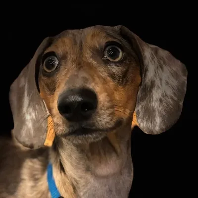 Finn profile