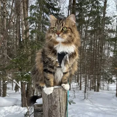 Finnegan The Siberian Cat profile
