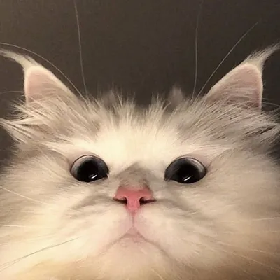 ๐น๐พ๐๐ถ ๐๐๐๐๏ธ profile