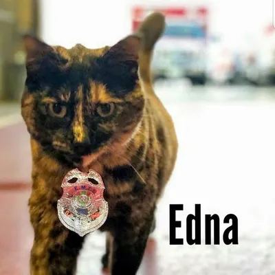 Edna Retired SFFD Stn 49 Cat profile