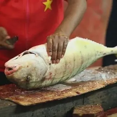 Fishi TV1 profile