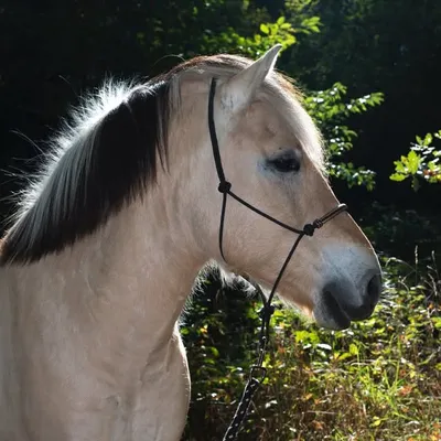 Timo | Fjordpferd | 8 y o profile