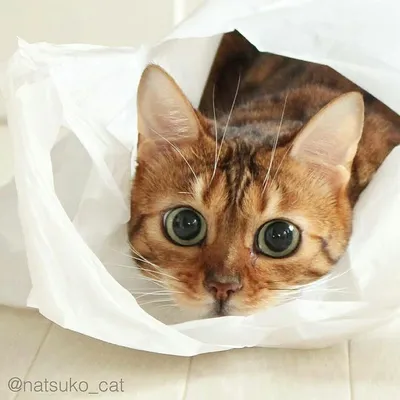 🐱Most adorable cat pictures. profile