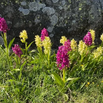 null profile