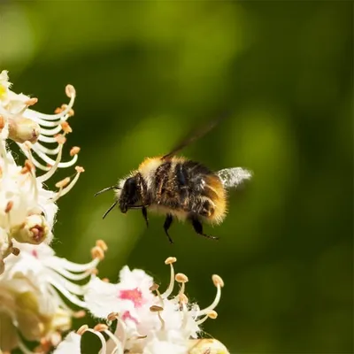 Andy Bee profile