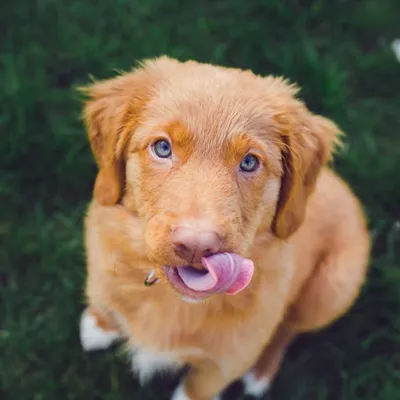 Floki The Fantastic Toller profile