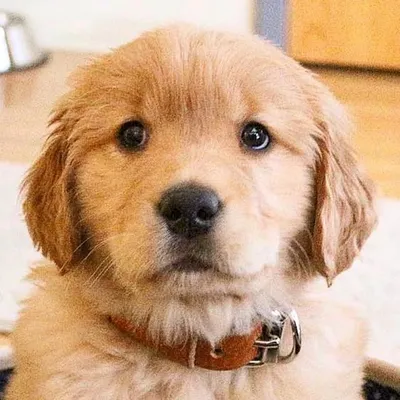 GOLDEN RETRIEVER PUPPIES profile