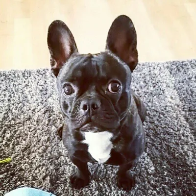 Flor The Frenchie profile