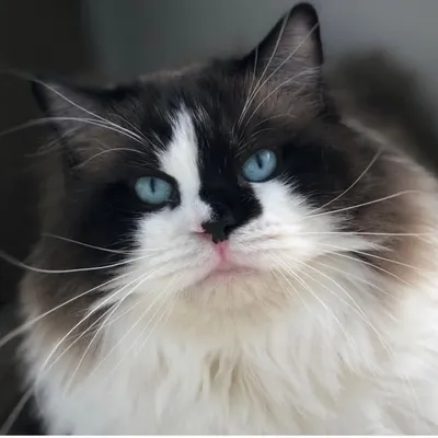 🌻Tica Ragdoll Breeder🌻 profile