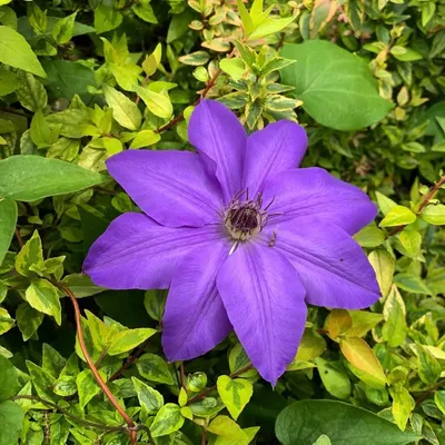 Flower Child Plants profile