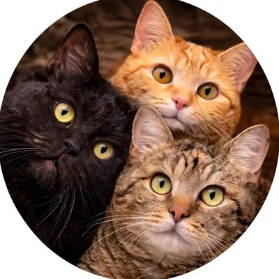 fluff twins | Cats • Katzen profile