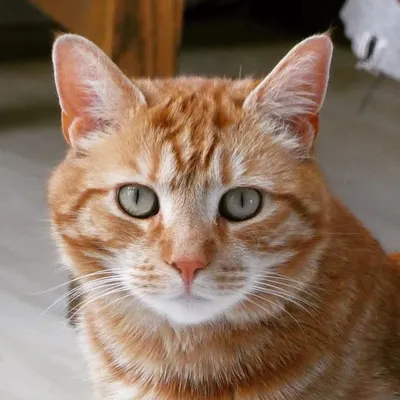 Fluffiest Cats profile
