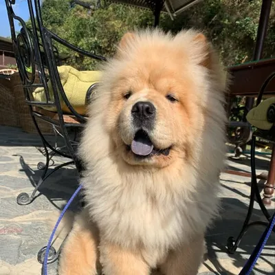 Kaaju profile