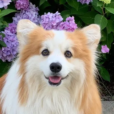 Chelsea The Corgi ๐ profile