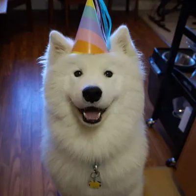 Enzo the Samoyed profile