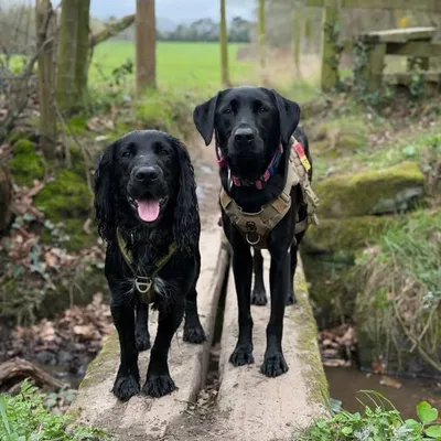 Luna & Enzo | Sport Dogs profile
