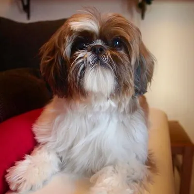 Folk The Shih Tzu profile