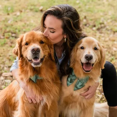 Finley | The Golden Retriever profile
