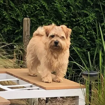 ๐พ Fonz The Norfolk ๐พ profile