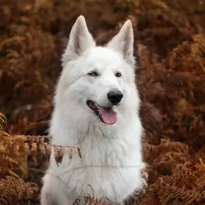 Pixie the adventure spitz profile
