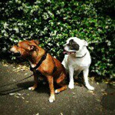 Dr Nic - Fortitude Valley Vet profile