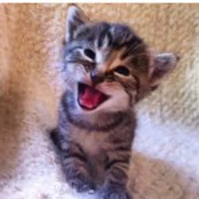 Rescuing in Rexburg profile