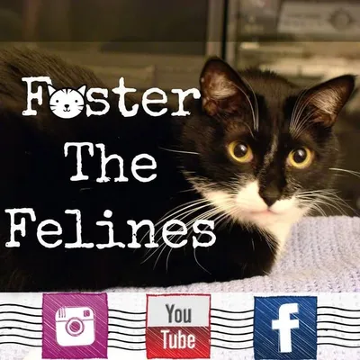 Missi Fosters Felines profile