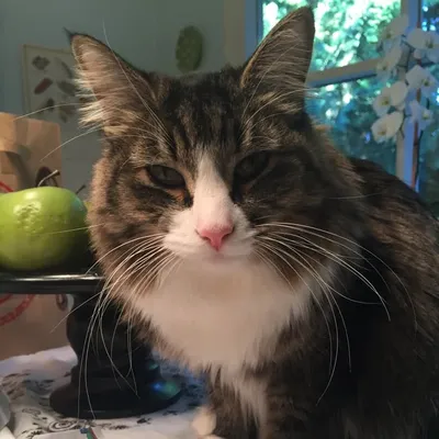 Felix & His Boy profile