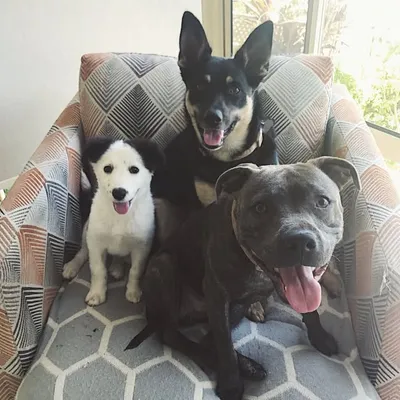 Mia, Hunter And Beau profile