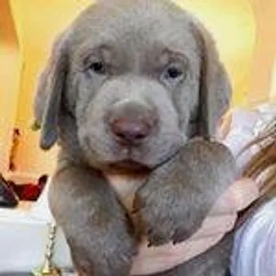 Dogs and Puppies profile