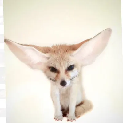 🦊Лис Кузьма☘️ profile