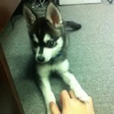 Fox Maslow profile